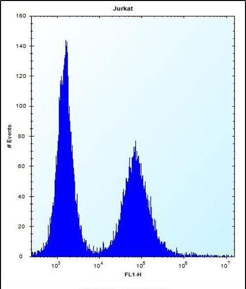 FC - RPL11 Antibody (N-term) AP12353a